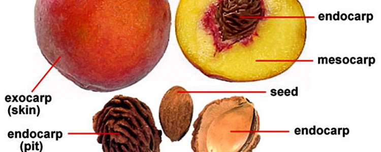 anatomy-of-a-peach