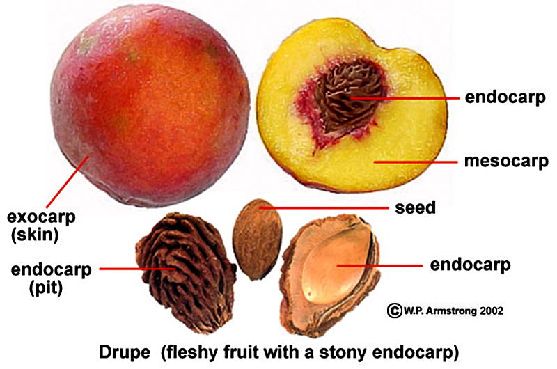 anatomy-of-a-peach