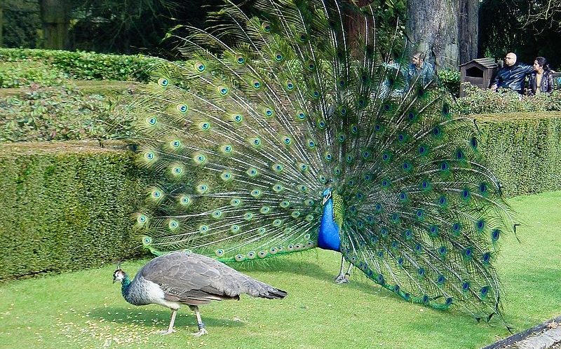 peacock-mating-ritual