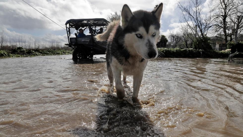 this-california-husky-is-having-fun