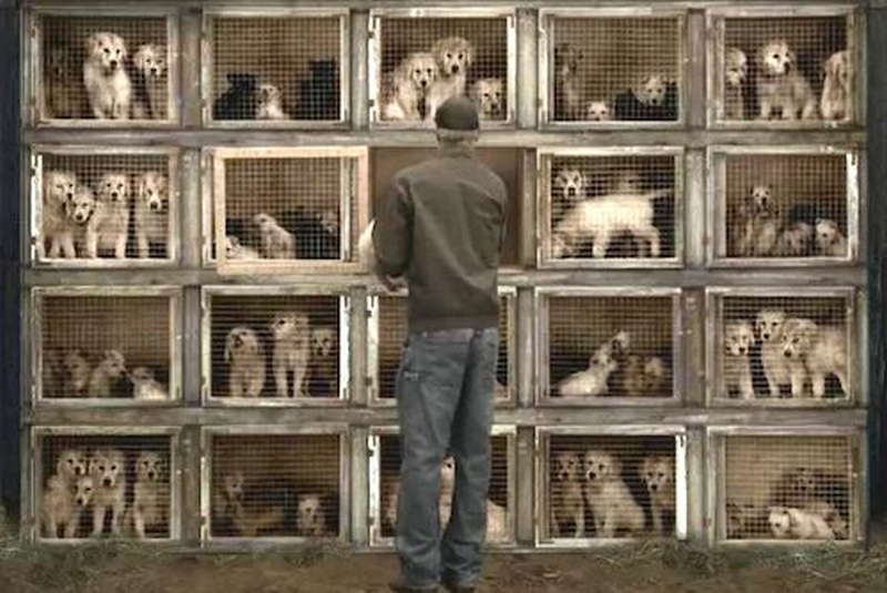 puppy-mill-cages