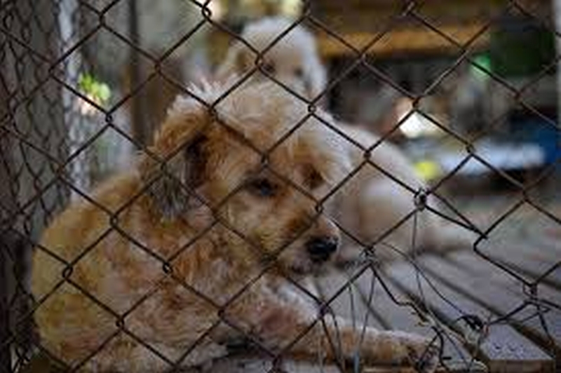 puppy-mill-dogs