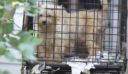 California Presents Bill To Eradicate Inhumane “Puppy Mills”, Includes Kittens And Bunnies