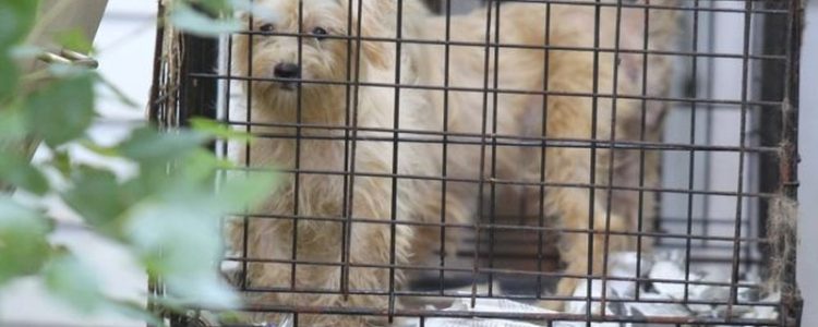 puppy-mills-caged